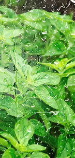 Vibrant green leaves with raindrops.