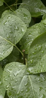 Close-up of fresh green leaves with raindrops glistening.