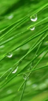 Green grass with dewdrops mobile wallpaper.