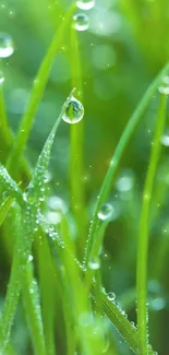 Green grass with dewdrops mobile wallpaper.