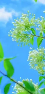 Lush green leaves and white blossoms against a bright sky.