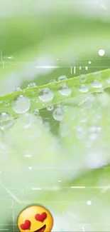 Close-up of green leaf with dewdrops and digital overlay.