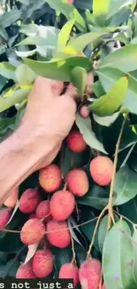 Hand picking ripe litchis from a lush green tree branch.