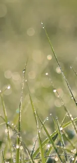 Fresh morning dew on green grass, ideal for mobile wallpaper.