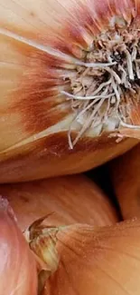 Close-up of fresh brown onions, natural texture theme.