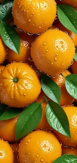 Vibrant orange and green mobile wallpaper with fresh oranges and leaves.