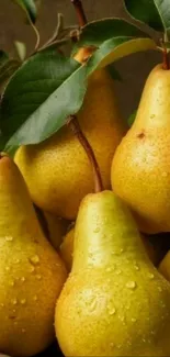 Close-up image of fresh pears with droplets and green leaves.
