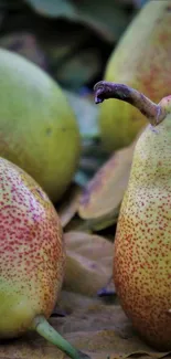 Close-up of ripe green pears with speckled skin on a leafy ground.