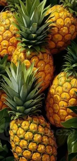 Tropical pineapples with lush green leaves