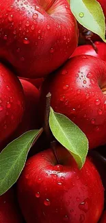 Close-up of red apples with dew drops and green leaves in vibrant colors.