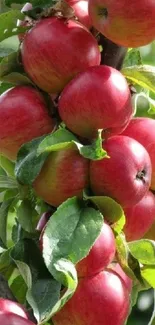 Cluster of fresh red apples on tree