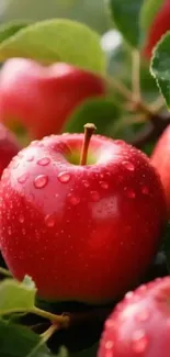 Close-up of fresh red apples with water droplets on leaves.