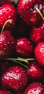 Close-up of fresh red cherries with water droplets on a mobile wallpaper.