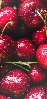 Close-up of fresh red cherries with water droplets.