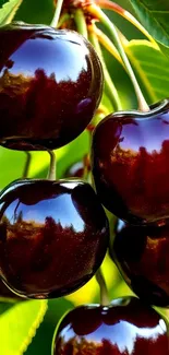 Close-up of glossy ripe cherries with green leaves.