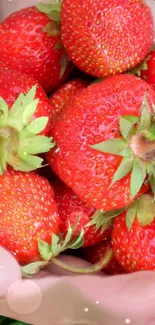 Close-up of vibrant red strawberries in hand.