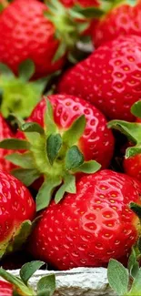 Close-up of vibrant fresh strawberries with green leaves.
