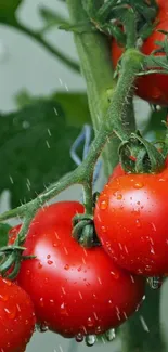 Red tomatoes on vine with vibrant green leaves.