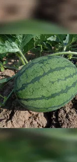 Watermelon resting on farm soil, capturing nature's freshness.