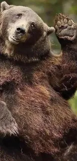 Mobile wallpaper of a waving bear in a natural forest setting.