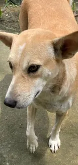 Friendly brown dog standing on pavement, looking calm and serene.