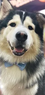 Smiling dog with a blue bow tie in a living room setting.