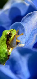 Green frog nestled in blue flower petals, nature wallpaper.