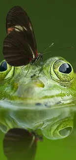 Close-up of a frog with a butterfly on its head, reflecting in water.