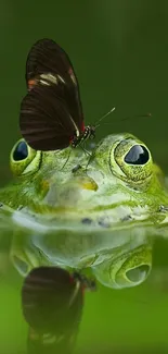 Frog with a butterfly on its head surrounded by serene green leaves.