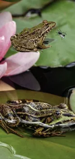 Frog sitting on a lily pad with a pink water lily in the background.