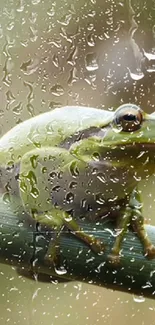 Green frog perched behind rain-speckled glass.