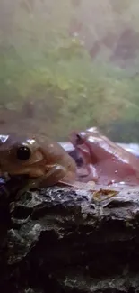 Two frogs on mossy rock in forest ambiance.