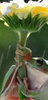 A cute frog clings to a flower in the rain.