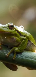 Green frog resting on bamboo with ghostly figures in background.