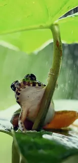 Frog sitting under a leafy canopy during light rain.