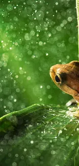 A frog perched on a green leaf amid shimmering water droplets.