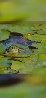 Serene frog resting on a lily pond.