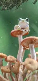 Frog perched on mushrooms in a green forest setting.