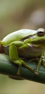 Frog True Frog Organism Live Wallpaper