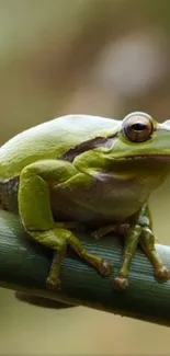 Frog True Frog Organism Live Wallpaper