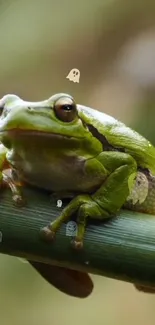 Frog True Frog Organism Live Wallpaper