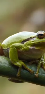 Frog True Frog Terrestrial Plant Live Wallpaper