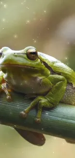 Frog True Frog Terrestrial Plant Live Wallpaper