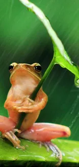 Frog perched under a leaf umbrella amidst rain droplets, showcasing vibrant green hues.