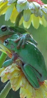 Two green frogs sitting on a daisy in the rain.