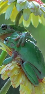 Two green frogs on a flower in rain, creating a serene nature scene.