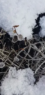 Winter wallpaper with snow-covered twigs and white frost.