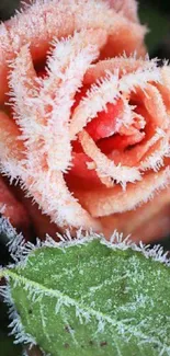 Close-up of a rose with frost-covered petals and leaves.