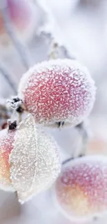 Frost-covered berries on a branch in winter.