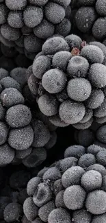 Close-up of frosted blackberries in clusters creating a textured pattern.